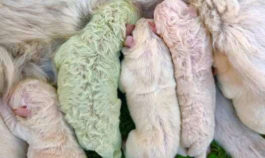 Nguyên nhân con chó có bộ lông màu xanh lá cây là do có quá nhiều sắc tố biliverdin trong nhau thai. Ảnh: Reuters
