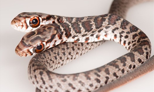Con rắn 2 đầu quý hiếm được tìm thấy ở Florida, Mỹ. Ảnh: NBC