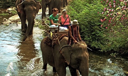 Đắk Lắk đã không cho hoạt động cưỡi voi du lịch hoạt động. Những hình ảnh này chỉ còn là tư liệu. Ảnh Đặng Bá Tiến