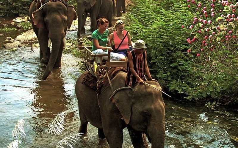 Đắk Lắk đã không cho hoạt động cưỡi voi du lịch hoạt động. Những hình ảnh này chỉ còn là tư liệu. Ảnh Đặng Bá Tiến