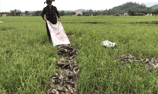 Người dân ở Quảng Nam mang hàng trăm tấn sắn đổ ruộng. Ảnh: Thanh Chung