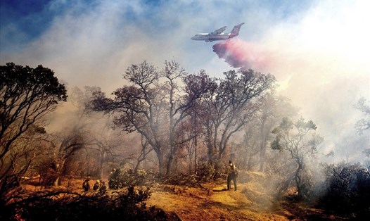 Máy bay được điều đến các khu rừng ở California để chữa cháy rừng. Ảnh: AP