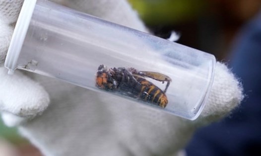 Sau khi tìm thấy tổ ong bắp cày khổng lồ Châu Á đầu tiên, các nhà khoa học Mỹ tiếp tục truy tìm các tổ ong khác. Ảnh: AFP