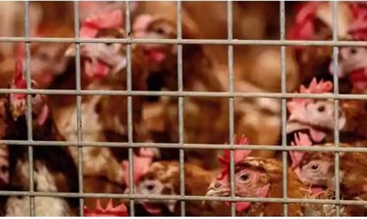 Hà Lan sẽ tiêu hủy hơn 35.000 con gà tại một trang trại sau khi phát hiện ổ dịch cúm gia cầm tại đây. Ảnh: AFP