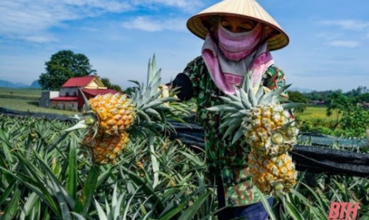 Thanh Hoá là tỉnh trồng dứa hàng đầu miền Bắc nhưng kim ngạch xuất khẩu vào thị trường Đông Bắc Á chưa cao. Ảnh: T.L
