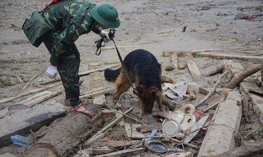 Chó nghiệp vụ được đưa vào hiện trường vụ sạt lở ở Trà Leng. Ảnh: Thanh Chung