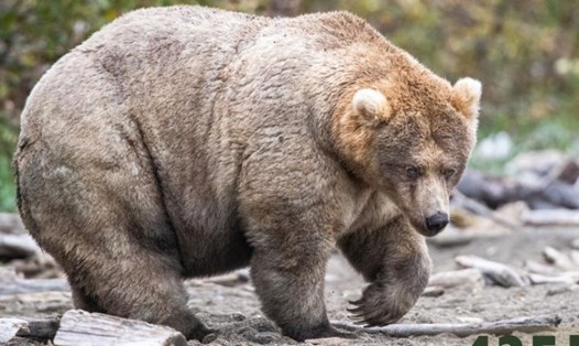 Holly, con gấu giành chiến thắng trong Tuần lễ Gấu béo năm 2019. Ảnh: CNN