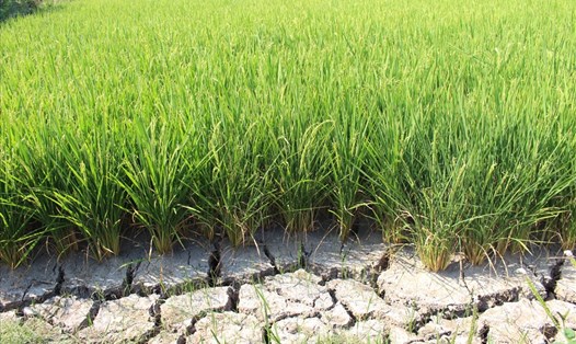 Vụ lúa Đông Xuân 2019 -2020 ở Long An bị ảnh hưởng nặng bởi hạn mặn. Ảnh: K.Q