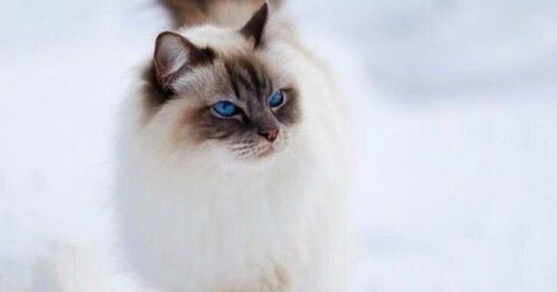 Mê mẩn với 5 giống mèo có bộ lông đẹp nhất thế giới