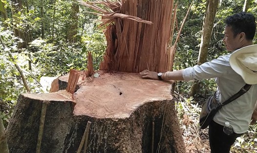 Rừng tự nhiên của Gia Lai giảm mạnh chủ yếu là do phá rừng. Ảnh THANH TUẤN