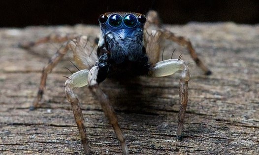 Con nhện mặt xanh, 8 mắt, mới được phát hiện ở Australia. Ảnh: Daily Mail