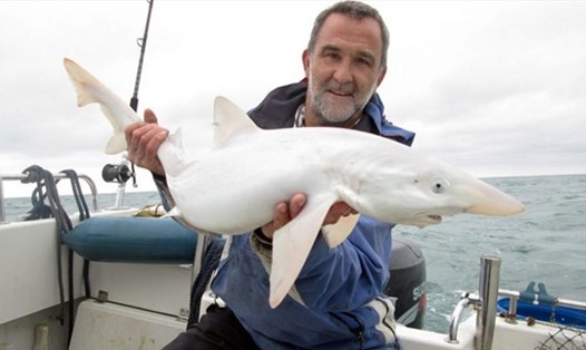 Ông Jason Gillespie chụp hình cùng con cá mập bị bạch thể. Ảnh: SWNS