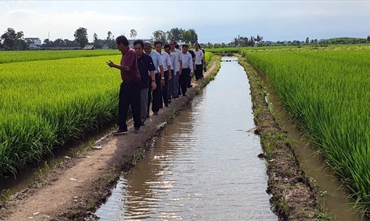 Mô hình sản xuất lúa thơm của Anh hùng lao động Hồ Quang Cua, Sóc Trăng. Ảnh Nhật Hồ