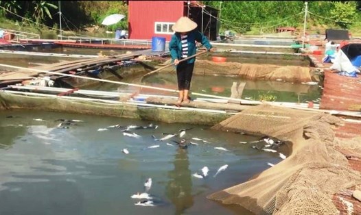 Người dân Phú Thọ vớt số cá chết tại lồng đi tiêu hủy. Ảnh: Ngọc Long