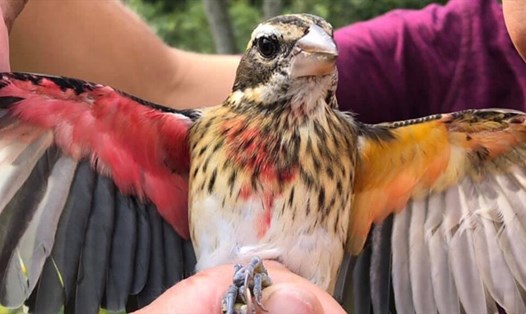 Con chim mỏ to ngực hồng lưỡng tính này mang bộ lông chia thành 2 phần riêng biệt - bên trái nửa cái, bên phải nửa đực. Ảnh: Science News