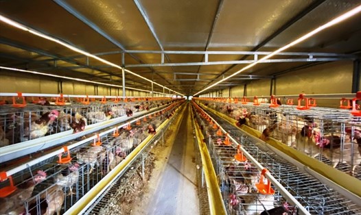 Chăn nuôi gia cầm phấn đấu sản lượng đạt từ 18-19 tỉ quả trứng đến năm 2025. Ảnh: Dương Phương