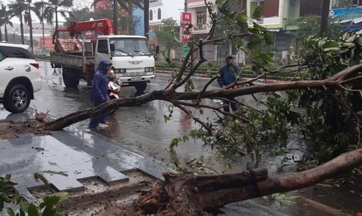 Cây ngã đổ trên đường phố Nha Trang, Khánh Hòa.