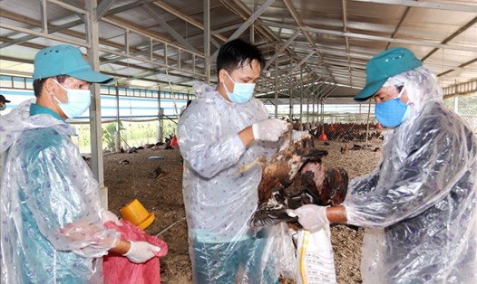 Tiêu hủy gia cầm bị cúm H5N1 ở Long An. Ảnh: K.K