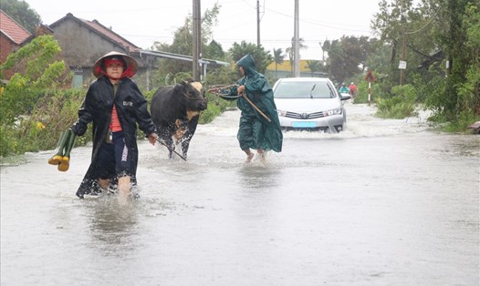 Người dân xã Hòa Tây, huyện Tây Hòa, Phú Yên đưa vật nuôi đi chạy lũ do nước xả lũ của hồ chứa, thủy điện liên tục đổ về.
