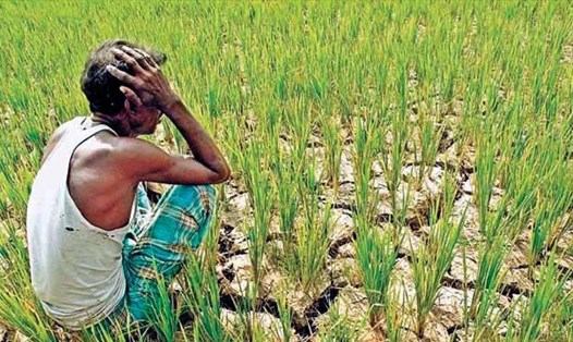 Những cánh đồng khô cháy vì hạn hán là một trong những nguyên nhân khiến nông dân Ấn Độ lâm cảnh nợ nần nặng nề. Ảnh: AFP