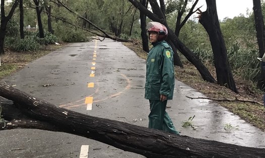 Bão số 13 khiến nhiều cây xanh trên các tuyến đường về biển tại huyện Hải Lăng bị gãy đổ. Ảnh: BP.