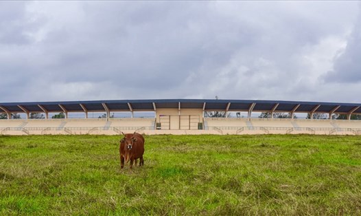 Sân vận động Hòa Vang từ lâu trở thành nơi người dân dắt bò vào gặm cỏ. Ảnh: Hữu Long