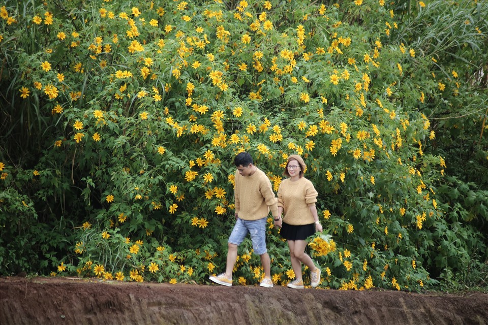 Du khách đắm mình trong sắc vàng hoa dã quỳ gọi đông Đà Lạt. Ảnh: Hồ Quốc