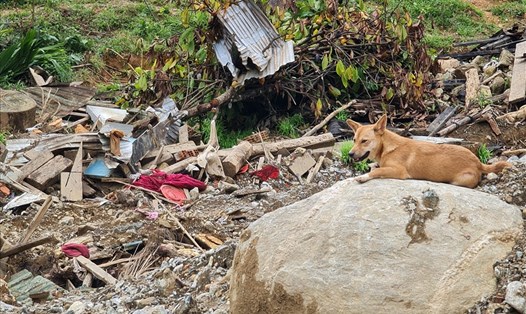 Chú chó của một trong những nạn nhân bị vùi lấp do sạt lở núi ở Trà Leng đã nằm chờ chủ trên mỏm đá này suốt 20 ngày qua. Ảnh: Tường Minh