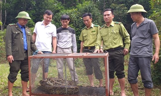 Cá thể trăn gấm nặng 35kg được bàn giao cho Vườn Quốc gia Vũ Quang. Ảnh: Thanh Thủy.