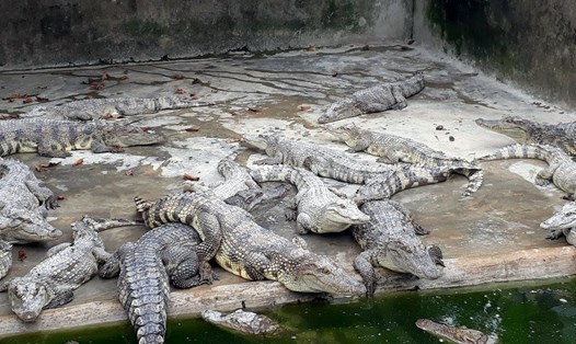 Cá sấu được nhiều người dân Cà Mau gây nuôi. Ảnh: Nhật Hồ