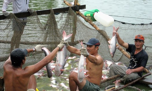 Giá cá tra tại đồng bằng sông Cửu Long đã tăng từ 2.000-3.000 đồng/kg. Ảnh: Lục Tùng