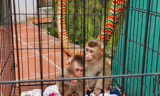Hai con khỉ đuôi lợn được đem ra chào bán ngay giữa thủ đô. Ảnh: Đình Trường