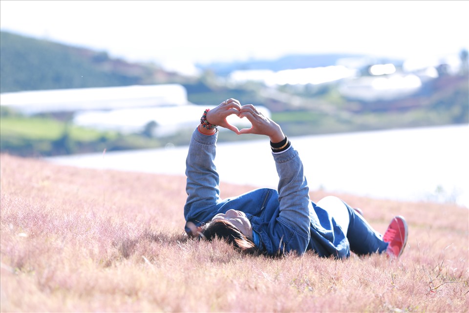 Đồi cỏ hồng trở lại với phố núi Đà Lạt. Ảnh: Hồ Quốc