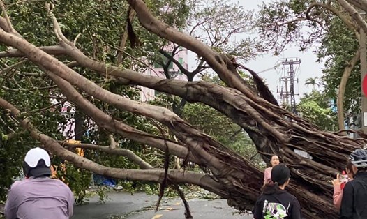 Cây cổ thụ giữa trung tâm TP Đà Nẵng ngã gục trong bão số 5, dù chỉ nằm ở rìa cơn bão. Ảnh NTH
