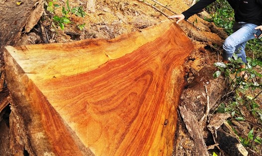 Rừng gỗ hương cổ thụ đang mất dần qua hàng năm trước sự “dòm ngó” của lâm tặc. Ảnh TT