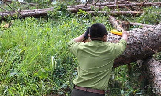 Cơ quan chức năng đang kiểm đếm, đo đạc số cây thông bị chặt hạ tại khu rừng thuộc thị trấn Nam Ban, huyện Lâm Hà, tỉnh Lâm Đồng. Ảnh PV/LĐO