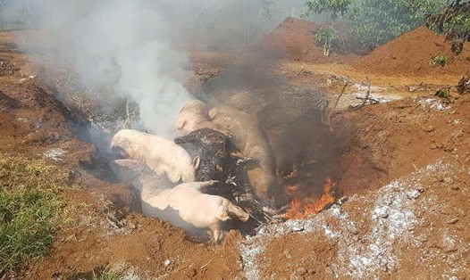 Tiêu hủy lợn bị tả lợn Châu Phi  ở Lâm Đồng. Ảnh: Văn Long