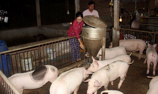 Gia đình bà Nguyễn Thị Tâm được hỗ trợ vay vốn 50 triệu đồng để tái đàn lợn. Ảnh: N.T