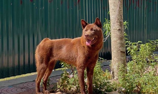 Một con chó Cộc bản địa Việt Nam màu nâu đỏ quý hiếm. Ảnh: Việt Lâm