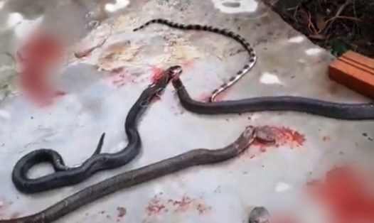 4 con rắn ẩn nấp trong đống gỗ ở nhà ông Nguyễn Tất Sơn ở thôn Liên Hương, xã Thạch Đài bị chủ nhà đánh chết. Ảnh: TT.