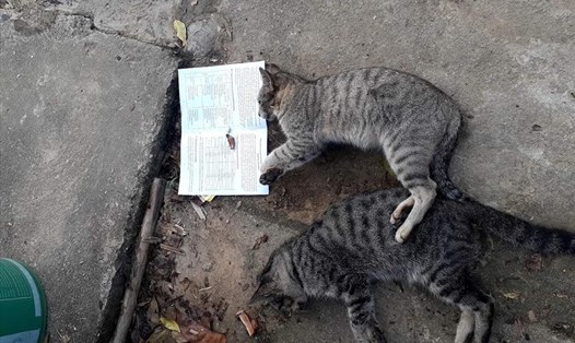 Mèo chết do ăn phải cá khô tẩm thuốc. Ảnh Công an tỉnh Tuyên Quang.
