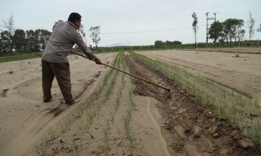 Sau lũ lụt, nông dân các tỉnh miền Trung đang rất thiếu các loại giống cây trồng, vật nuôi, thuốc thu y... để tái sản xuất. Ảnh: Nguyễn Giang