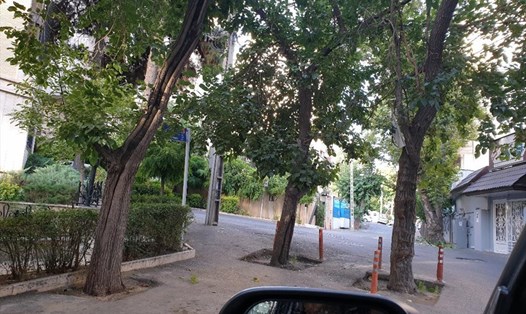 Cây trong phố ở Iran. Ảnh: Lê Bá Ngọc
