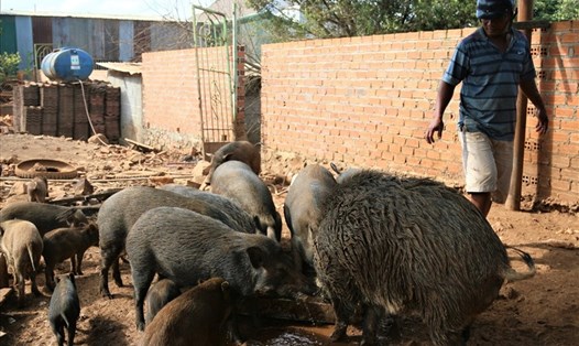 Một trang trại lợn rừng của người dân TP.Buôn Ma Thuột, tỉnh Đắk Lắk. Ảnh minh họa: Bảo Trung