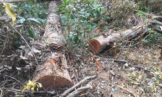 Cảnh lâm tặc tàn phá một cánh rừng ở Lâm Đồng hồi đầu năm 2020. Ảnh: Hải Bình/LĐ