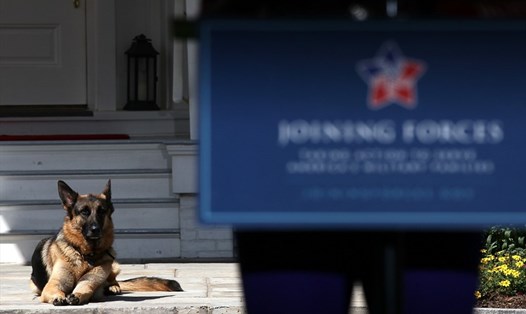 Chú chó Champ nằm bên cạnh khi ông Joe Biden là Phó Tổng thống Mỹ có bài phát biểu trong một sự kiện tổ chức tại dinh thự phó tổng thống hồi tháng 5.2012. Ảnh: AFP.