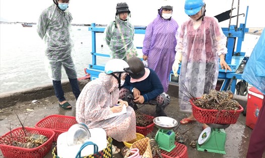Nhiều tiểu thương kéo đến vùng nuôi Vạn Giã, huyện Vạn Ninh, Khánh Hòa thu mua thủy hải sản người dân thu hoạch chạy bão số 12.
