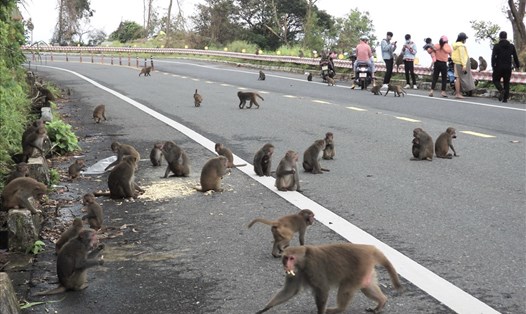 Nhiều đàn khỉ vàng ở Khu Bảo tồn thiên nhiên Sơn Trà tràn ra đường xin thức ăn từ du khách. Ảnh B.V.T