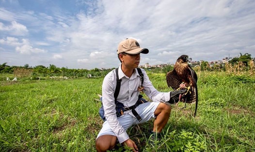 Mỗi ngày, các thành viên trong Câu lạc bộ Huấn luyện chim săn mồi Hà Nội thường dành ít nhất 1-2 giờ cho chim luyện bay, săn mồi ở ngoài trời. Ảnh: LN