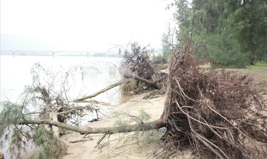 Rừng phòng hộ ven biển huyện Nghi Xuân đang dần biến mất. Ảnh: Trần Tuyên